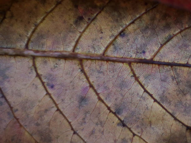 istock close up shot of a dry leaf in a blurry background 2171656992