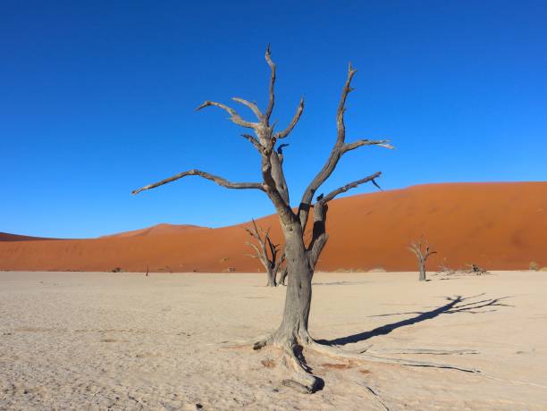 istock Deadvlei in Namibia: white sand on which fossil trees stand framed by red sand dunes 2171657457
