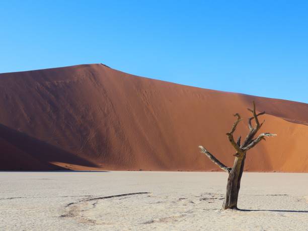 istock Deadvlei in Namibia: white sand on which fossil trees stand framed by red sand dunes 2171657509