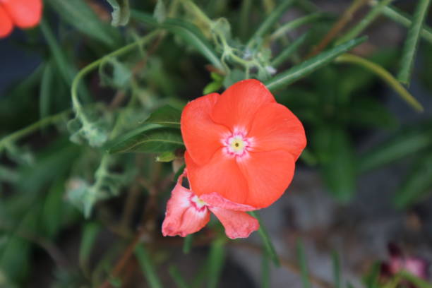 istock periwinkle flowers with attractive colors 2171657513