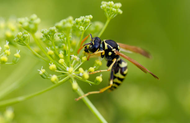 istock Wasp on a yellow flower. Macro 2171657679