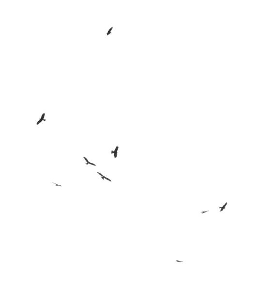 istock A flock of birds in flight isolated on a white background 2171657691