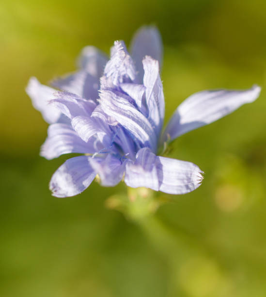 Blue cornflowers flowers in nature. Close-up.