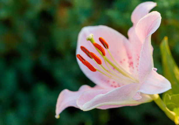 Pink lily flower in nature. Close-up.