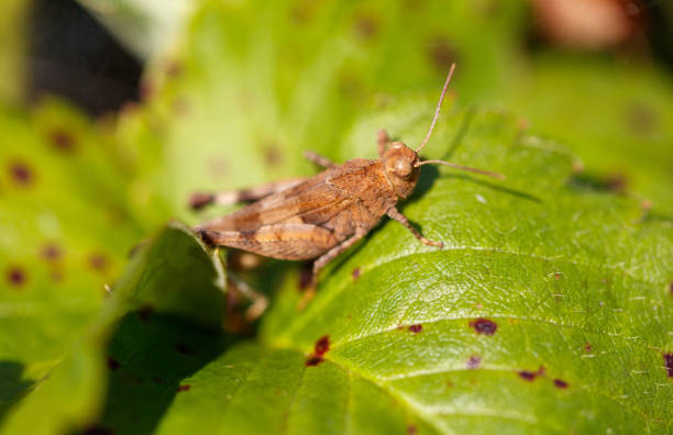 Grasshopper green vegetation in nature. Macro.