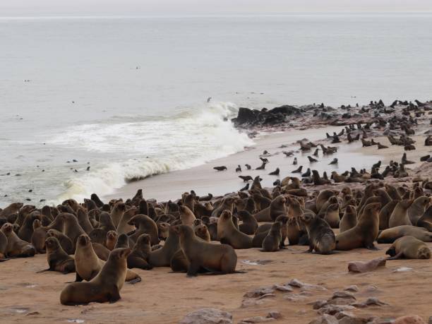 istock Cape Cross seal colony in Namibia 2171657964