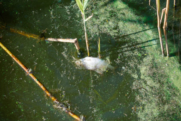 Dead fish float on the surface of the water in a lake.