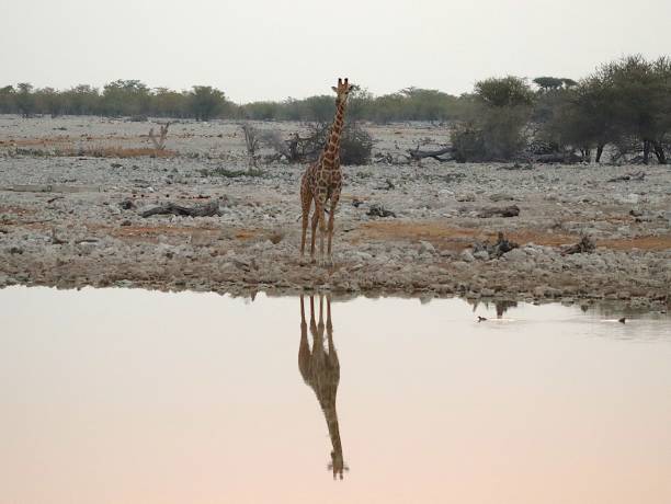 istock Giraffe drinking from a waterhole in the savannah 2171658713