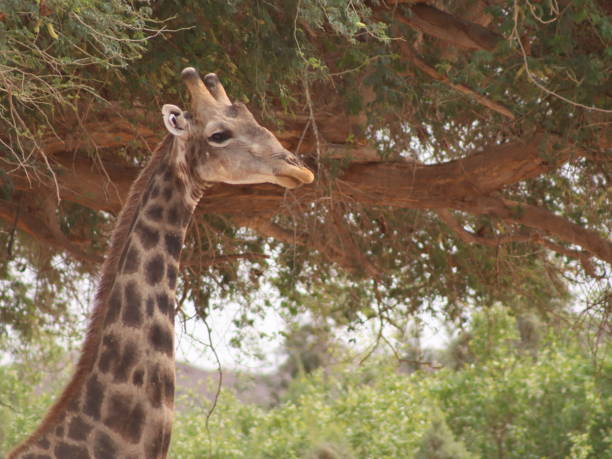 Close up of giraffe head while grazing acacia leaves from branch