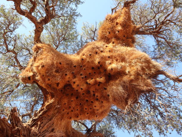 istock A complex nest like a beehive, created by the African weaver bird, which can accommodate up to 100 families in what looks like a large condominium, with the entrances in the lower part. 2171659239