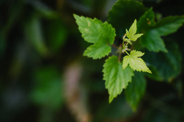 Humulus japonicus (scientific name: Humulus japonicus), also known as Lala vine, Lala vine, and five-clawed dragon, is a perennial stem and vine herb.