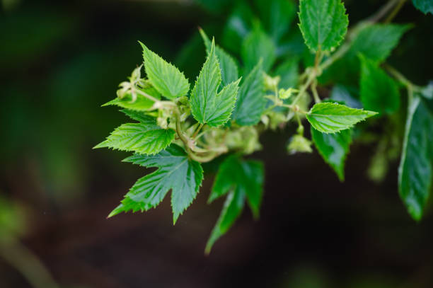 Hop flowers blossoming in the garden.