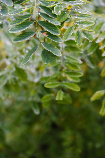 A close-up of fresh green leaves covered in tiny morning dew droplets, with a soft focus background. The image captures the delicate beauty of nature, emphasizing freshness and tranquility.