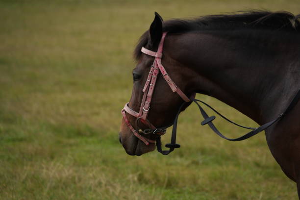 Stallion is eating grass in a park in the mountains