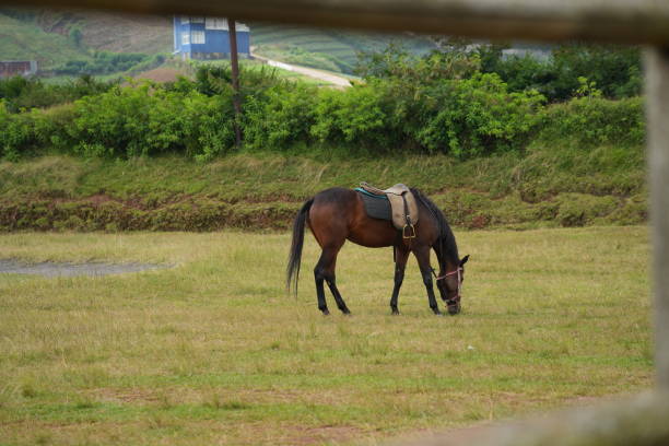 Stallion is eating grass in a park in the mountains
