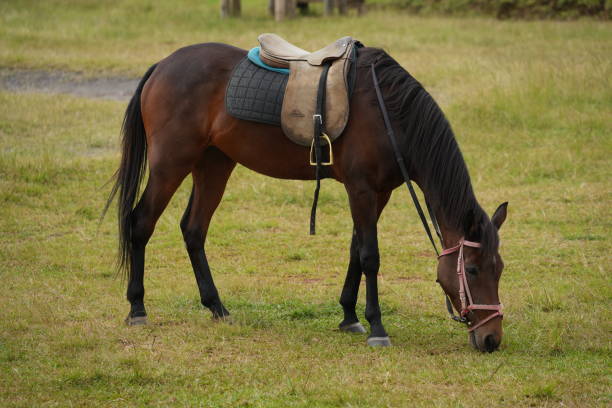 istock Stallion is eating grass in a park in the mountains 2171661089