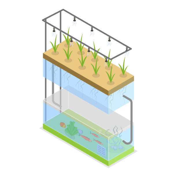 istock 3D Isometric Flat Vector Illustration of Hydroponics, Aeroponics And Aquaponics In Greenhouse. Item 1 2171661378