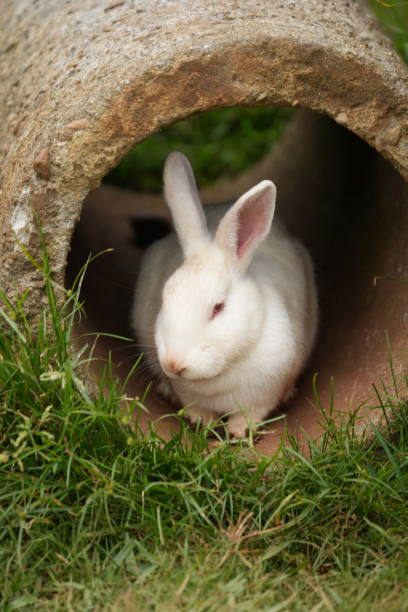 istock White rabbits are playing in the garden 2171661903