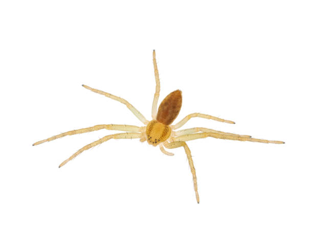 istock Crab spider isolated on white background, Philodromus albidus 2171662181