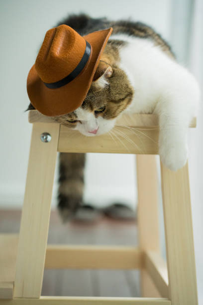 istock scottish tabby cat with vintage cowboy costume 2171662570