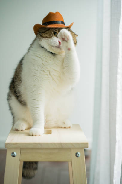istock scottish tabby cat with vintage cowboy costume 2171662571