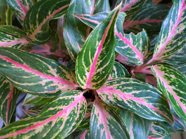 istock Close up of red aglaonema leaves with abstract patterns, shapes and textures 2171663406