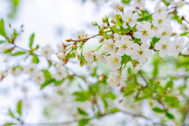 Spring cherry blossoms in natural conditions. Natural floral white background.