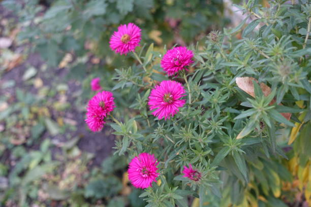 Several magenta colored flowers of Michaelmas daisies in October