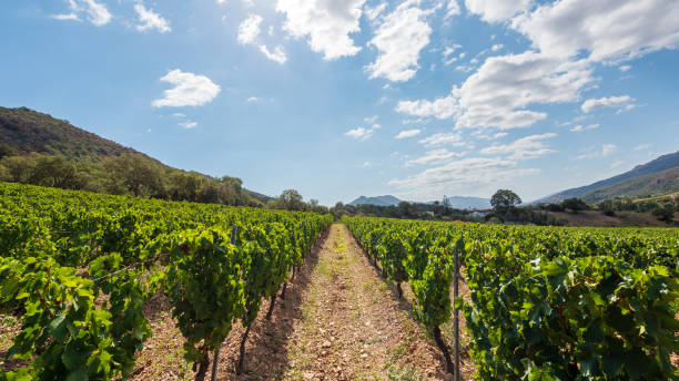 istock Rows of a vineyard with mountains in the background. Agriculture. 2171664657