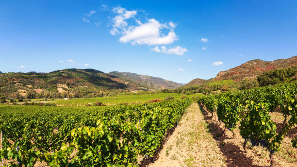 istock Vineyard in a valley surrounded by hills and mountains. Agriculture. 2171664706