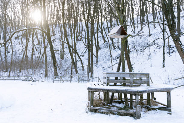 Pasture for deer and other wild animals in the deep winter forest