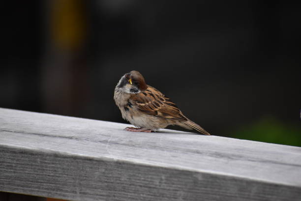 Sparrow chick on wooden fence.\nNot retouching photo.\nThis place is Shinkawa promenade in Edogawa city.