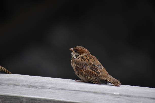 Sparrow chick on wooden fence.\nNot retouching photo.\nThis place is Shinkawa promenade in Edogawa city.