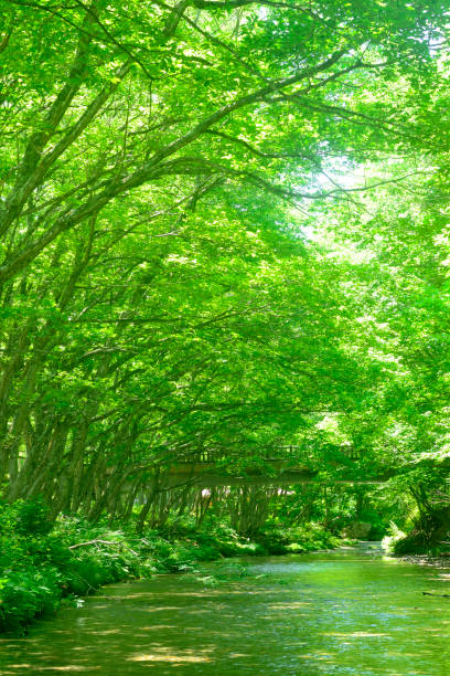 istock A green tunnel in a clear stream 2171667981