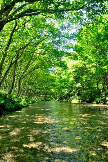 istock A green tunnel in a clear stream 2171667986