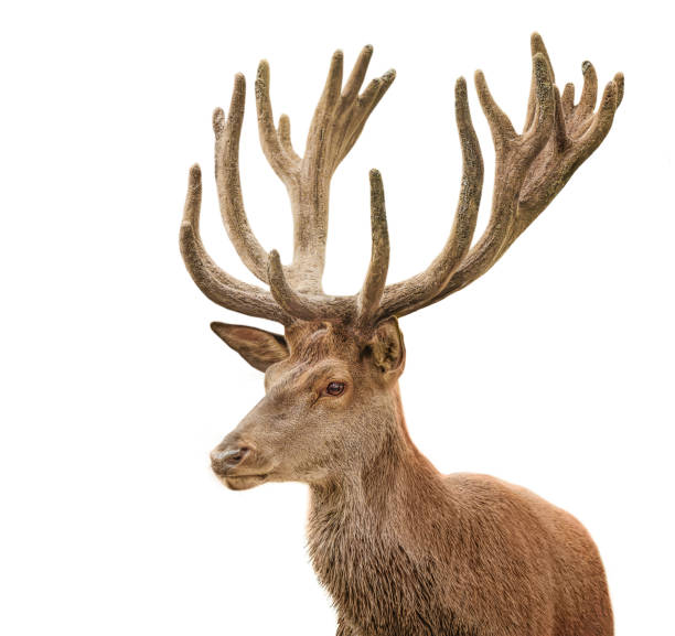 istock Red deer stag isolated on a white background 2171668201