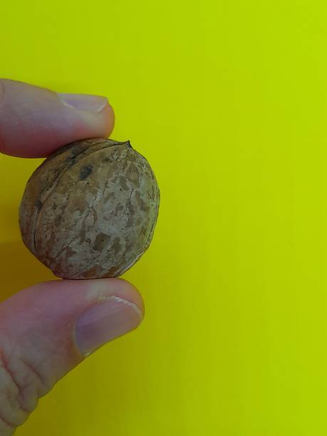 istock One walnut in hand with yellow background 2171668839