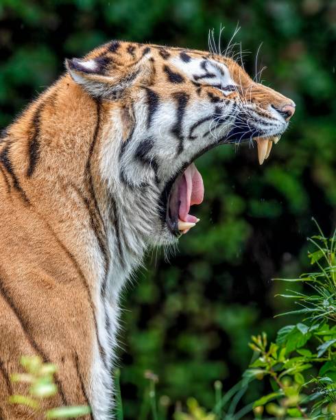 A close-up of a tiger yawning with lush green foliage in the background.