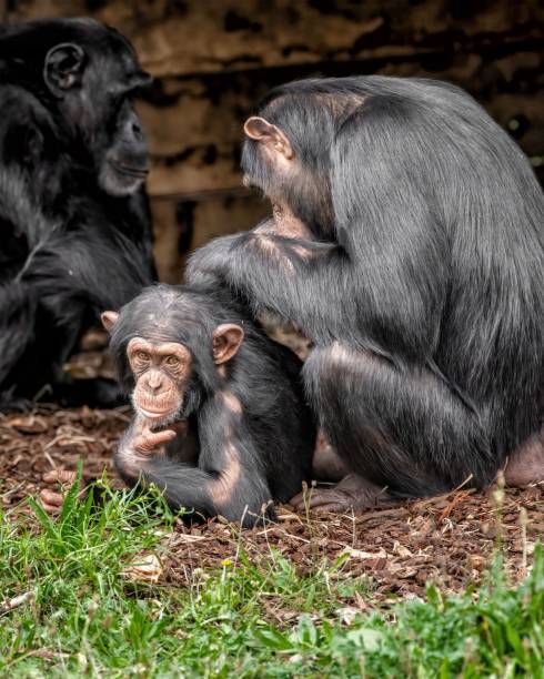istock Chimpanzees in their natural habitat 2171669283