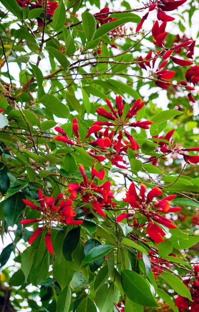 Erythrina plants with red flower buds in between green leaves