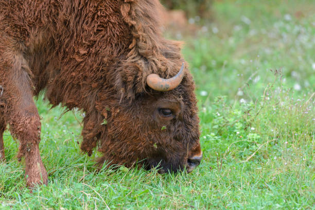 buffalo on green grass, animals in natural environment, nature