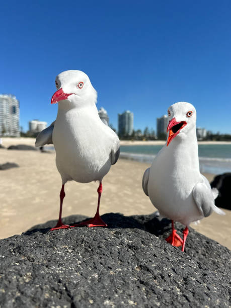 210+ Seagull Chip Stock Photos and Royalty-Free Pictures - iStock