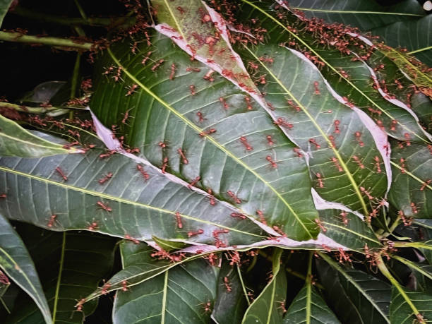 Red ants wrap mango leaves for building a nest.join teamwork of bug.normal and nature life.