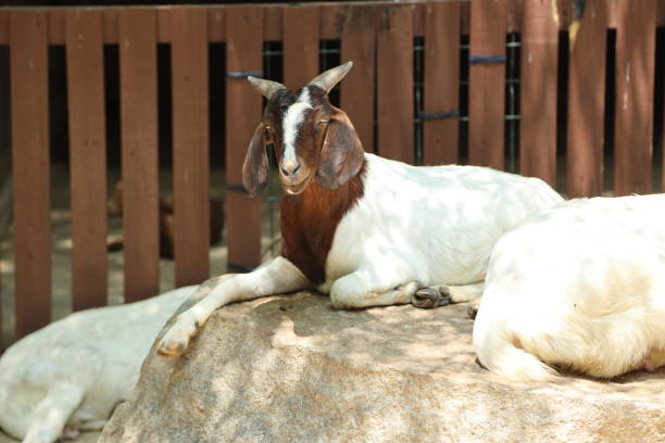 A cute female goat at a farm