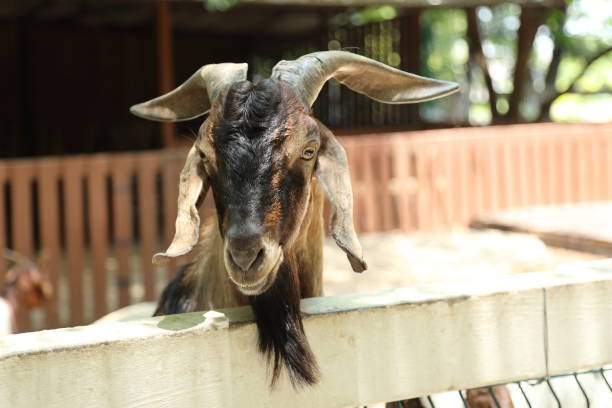 istock Farm Animal Life 2171671941