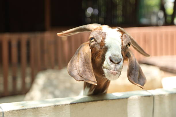 The white Boer Goats with Brown Mask relaxing in farm during the daytime.
