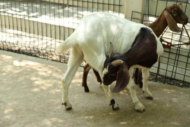 istock Farm Animal Life 2171671991