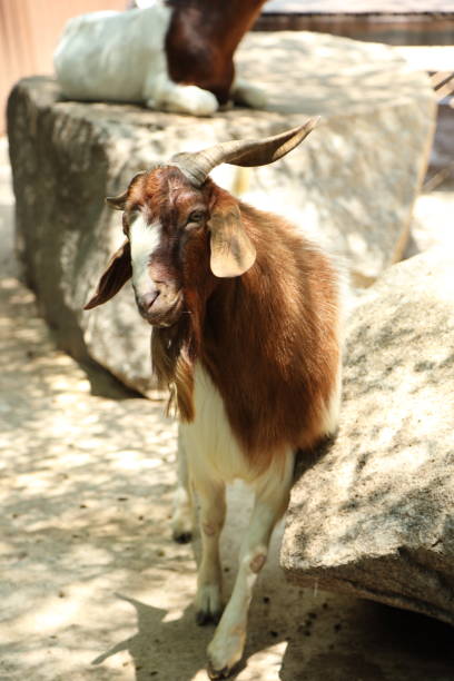 istock Farm Animal Life 2171672005