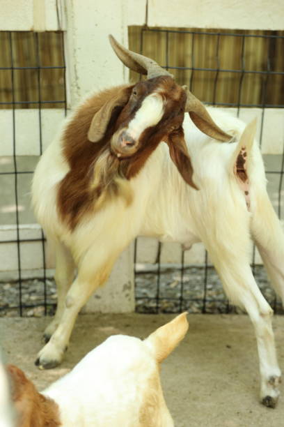 istock Farm Animal Life 2171672013