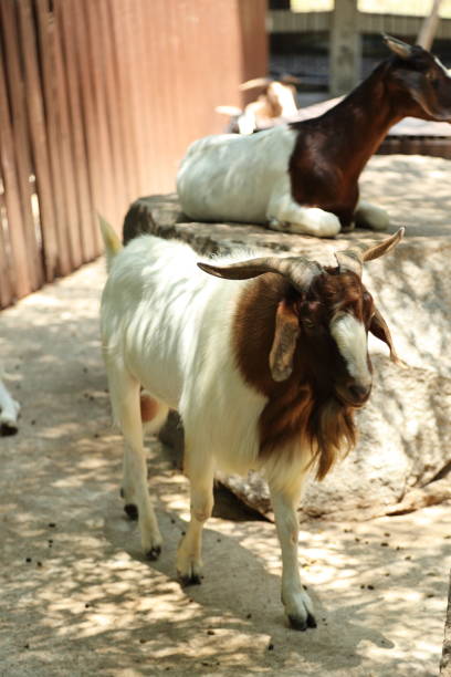istock Farm Animal Life 2171672015